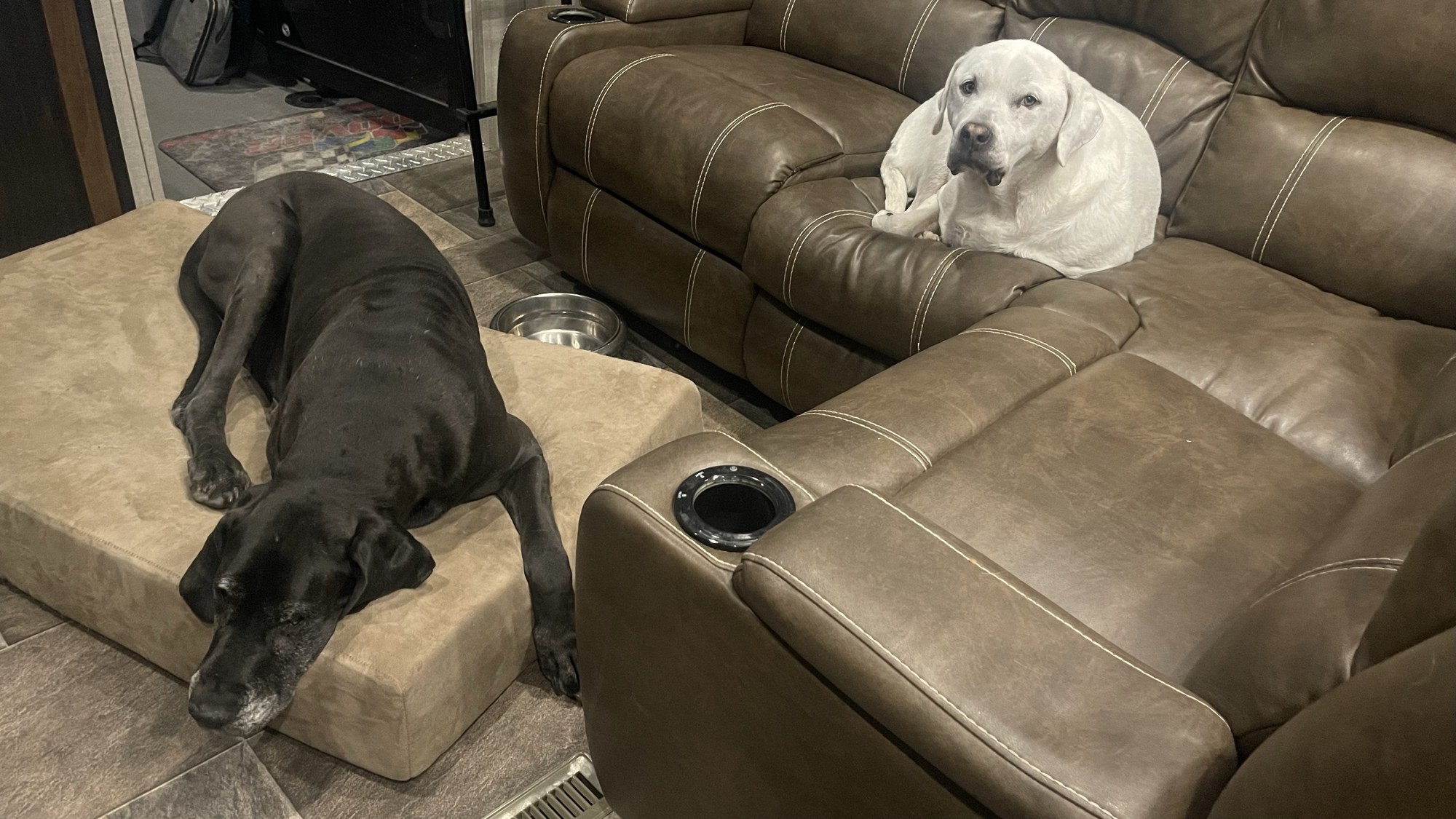 Two dogs relaxing inside the RV